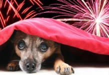Capodanno, per scaldare il cuore non servono i botti