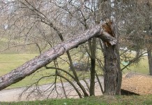 Un albero per ogni nuovo nato, il Comune di Aprilia fuorilegge: la denuncia dell’area identitaria