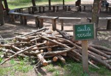 Latina, alberi tagliati e dimenticati: una vergogna nel cortile della scuola