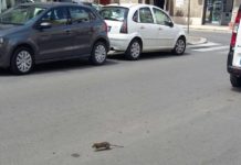 Aprilia, topi in centro, la denuncia di Cittadinanza Attiva