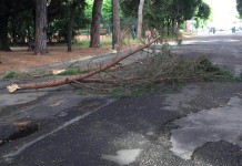 Latina, cadono rami in mezzo al Parco. Bruno: “E’ lo specchio di una città”