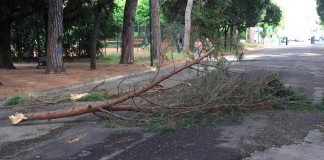 Latina, cadono rami in mezzo al Parco. Bruno: “E’ lo specchio di una città”