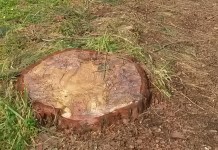 Terracina, massacro di pini sulla Pontina: la Forestale denuncia due persone