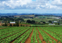 Aprilia, concime organico sui terreni: l’ordinanza del sindaco per limitare i miasmi