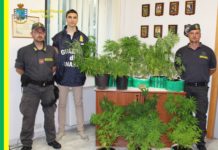 Minturno, un etto di hashish e 14 piante di canapa indiana: denunciato un 47enne