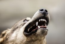 Formia, con il cane sciolto aggredisce vigili e poliziotti: arrestato