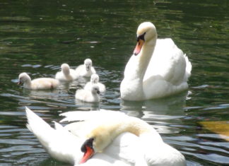 Cinque cigni nati nel Giardino di Ninfa