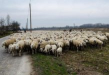 Lenola, tentato omicidio per il pascolo: arrestati due fratelli, grave il loro confinante