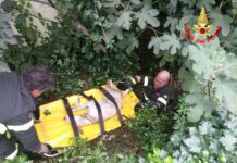 Cisterna, cane investito: salvato dai Vigili del fuoco