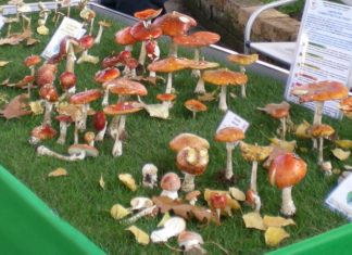 Latina, funghi in mostra presso la sede AMEP