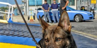 Controlli antidroga nelle scuole di Formia, cane polizotto fiuta l’hashish nello zaino