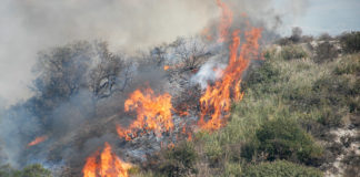 Sermoneta, dà fuoco alle sterpaglie e incendia un ettaro di bosco: denunciato