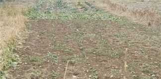 Ortaggi sui campi bruciati dal gelo, impianti serricoli ko e bestiame senz’acqua: agricoltori pontini in ginocchio