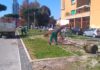 Viale Italia a Latina, al via la piantumazione degli aceri