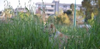 Latina, quando l’erba cresce è un’emergenza. Volontari al lavoro