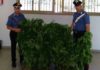 Latina, durante un incendio rinvenuta e posta sotto sequestro una piantagione di cannabis