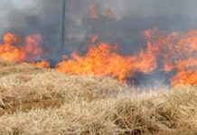Brucia sterpaglie e manda in fiamme 2 ettari, 80enne denunciato a Cori