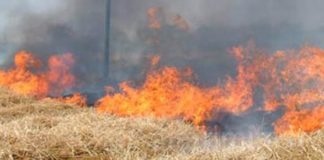 Brucia sterpaglie e manda in fiamme 2 ettari, 80enne denunciato a Cori