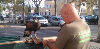 Latina, falchi del Texas e Pellegrino contro gli storni. Il primo intervento in piazza Prampolini