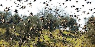 Rocca Massima, a rischio storni le coltivazioni di oliva itrana. Chiesto intervento alla Regione