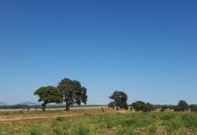 Agricoltura e tutela della biodiversità, il Parco del Circeo organizza una giornata divulgativa