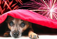 Capodanno senza botti e fuochi d’artificio, a Latina la mozione a tutela di animali e persone
