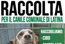 Raccolta di cibo e medicinali per il canile comunale di Latina. La Foresta che Avanza aiuta gli amici a quattro zampe