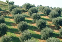 Pontinia, 61enne denunciato per il furto di 15 piante di ulivo