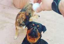 Latina, Morgana scappa da casa spaventata dai botti di Capodanno. L’appello