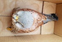 Sabaudia, gheppio soccorso dai volontari dell’Anc