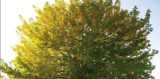 Maranola, al via la VI edizione di “Alberi di Canto”: alla scoperta di piante e frutti dimenticati