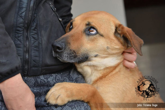 Associazione Amici del Cane 11