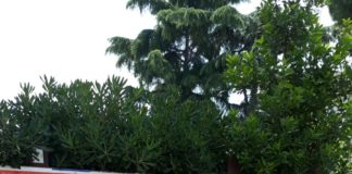 Aprilia, inizia la guerra dei manifesti elettorali: il candidato sindaco Carmen Porcelli denuncia Mirko Marino