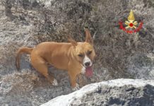 Ponza, cagnolina salvata dai vigili del fuoco