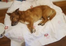 Giustizia per Lucky, gli animalisti vogliono pene più severe
