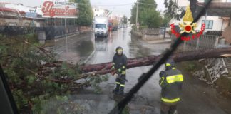 Aprilia, albero caduto sulla Nettunense