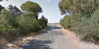 Sabaudia, eucalipti in bilico: tratto di via Caterattino interdetto e chiuso al transito dei veicoli