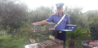 Aprilia, in casa cardellini e marijuana: nei guai padre e figlio