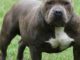 Bimbo azzannato a Ponza, disposto l’obbligo di rieducazione per il pitbull