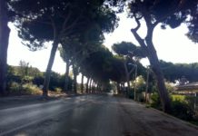 Sabaudia, abbattimento alberi pericolosi: scoppia la polemica. “Si rischia il massacro senza indagine approfondita”