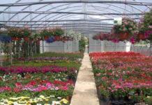 Colture florovivaistiche in provincia di Latina, progetto e convegno della Camera di commercio