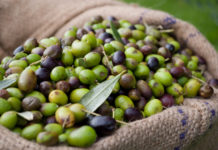 A Latina il salone dell’olio, paesaggi e futuro dell’extravergine pontino