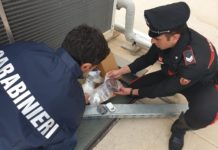 Aprilia, sequestrati due chili e mezzo di hashish e 270 grammi di cocaina: un arresto