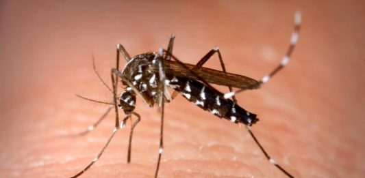 Chikungunya