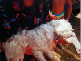 cagnolino chiuso in auto