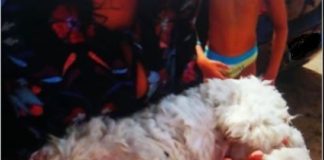 cagnolino chiuso in auto