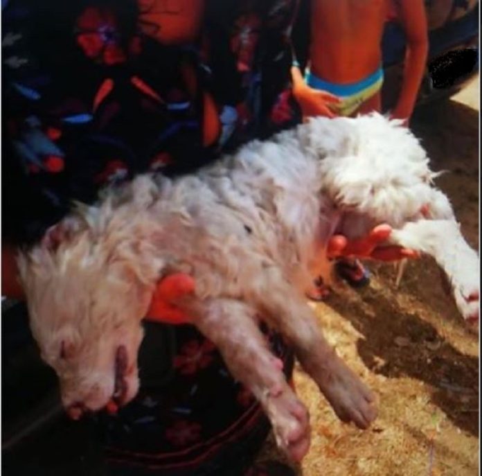 cagnolino cagnolino chiuso in auto