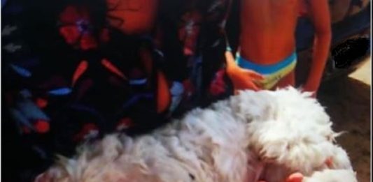 lasciato chiuso in auto