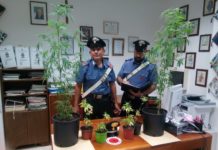 Sezze, sei piante di marijuana sul balcone: denunciato un 27enne