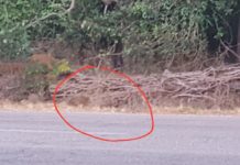 Sabaudia, una famiglia di cinghiali a bordo strada sulla Pontina – IL VIDEO famiglia di cinghiali